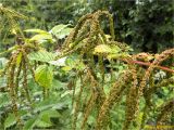 Aruncus sylvestris