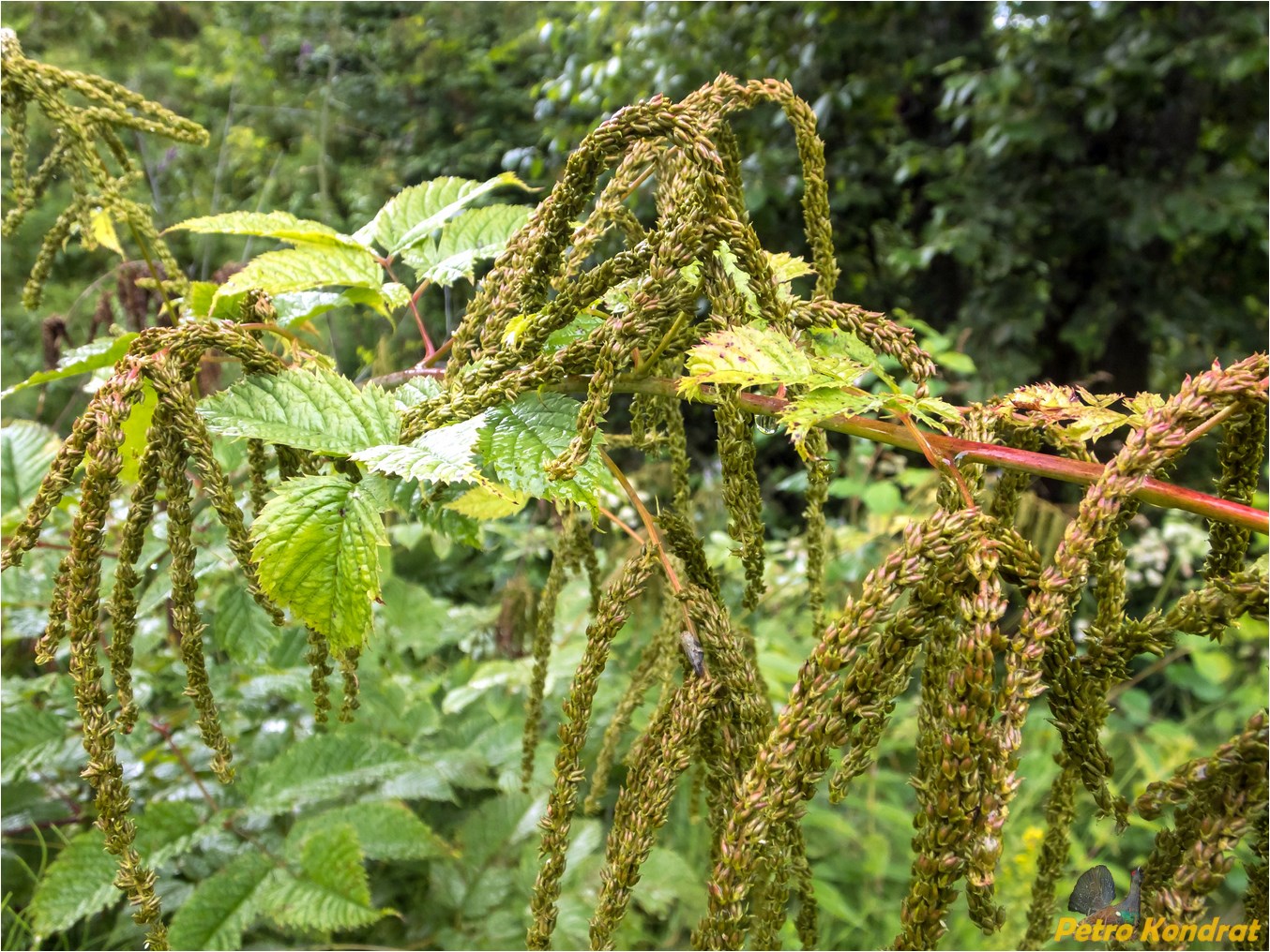 Image of Aruncus sylvestris specimen.