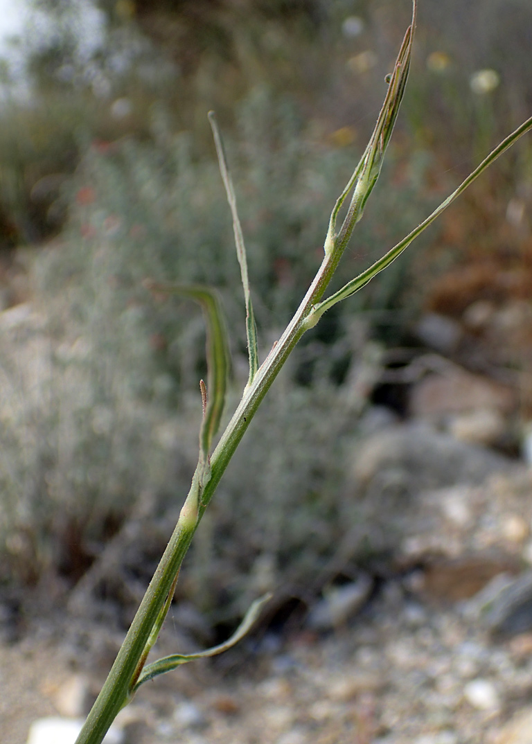 Изображение особи Chondrilla juncea.