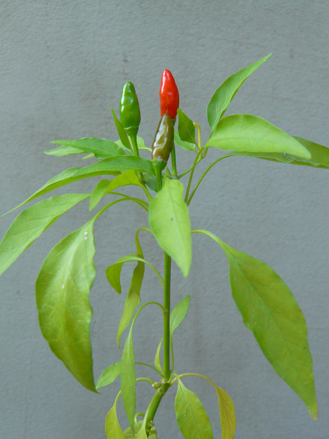 Изображение особи Capsicum annuum.