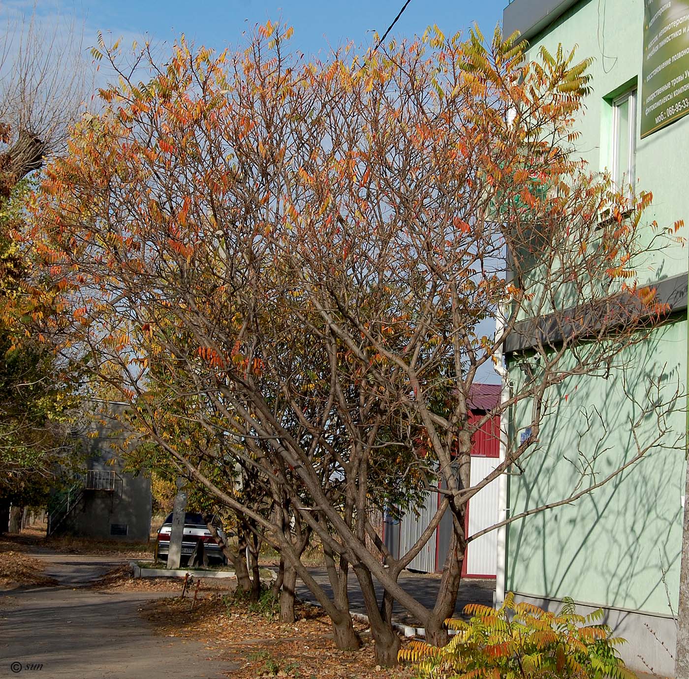 Image of Rhus typhina specimen.