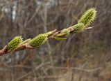 Salix udensis