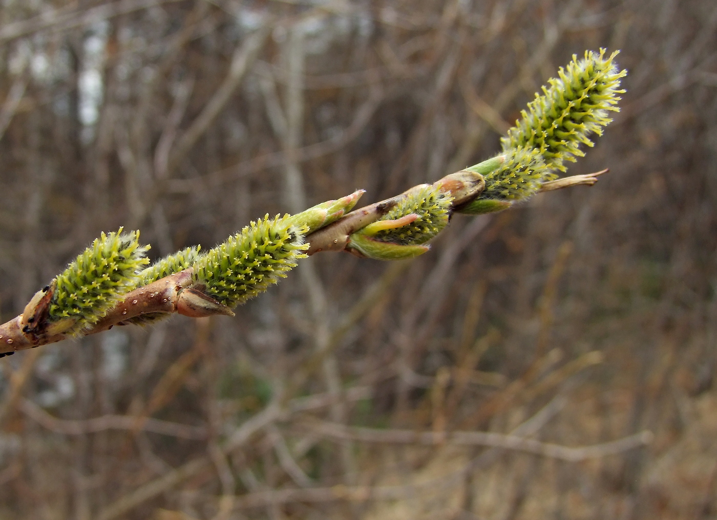 Image of Salix udensis specimen.