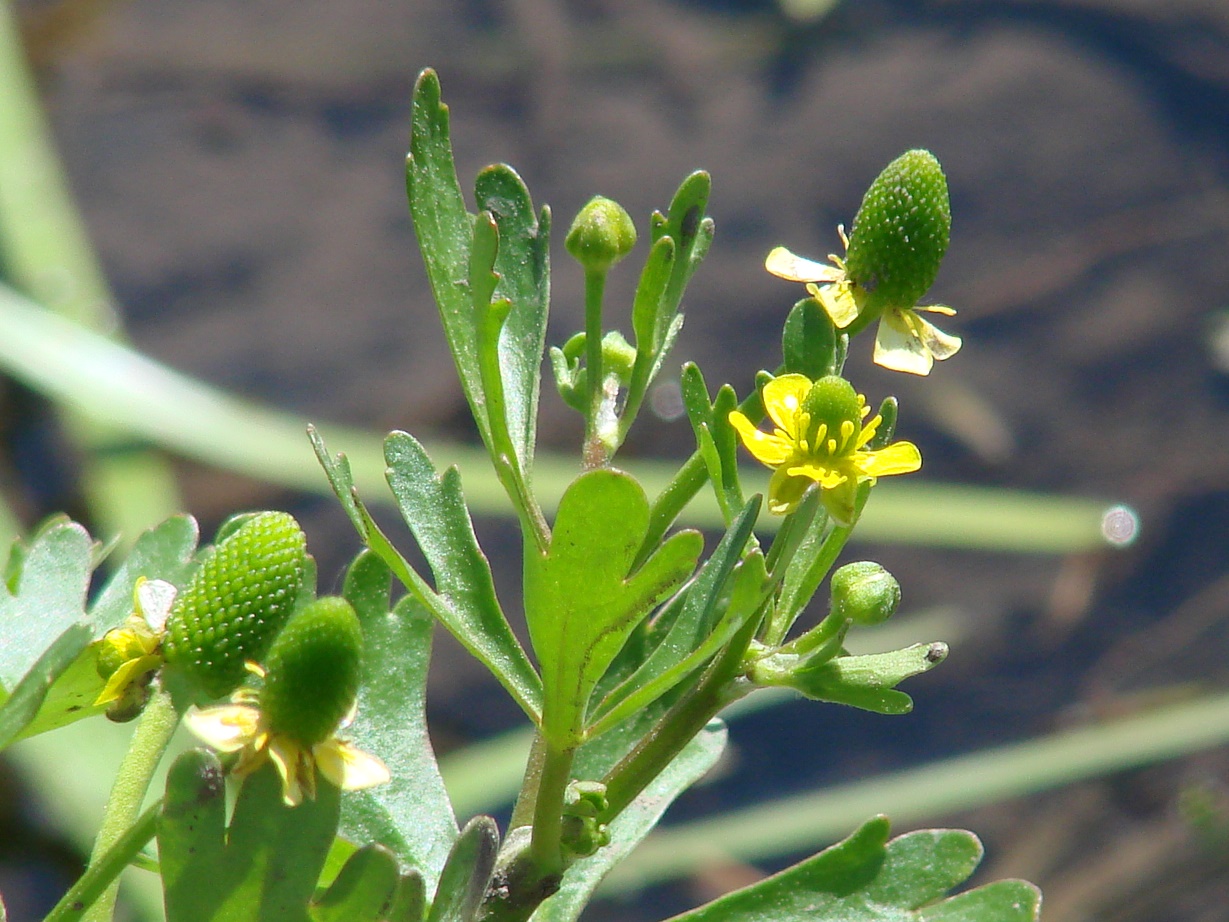 Изображение особи Ranunculus sceleratus.