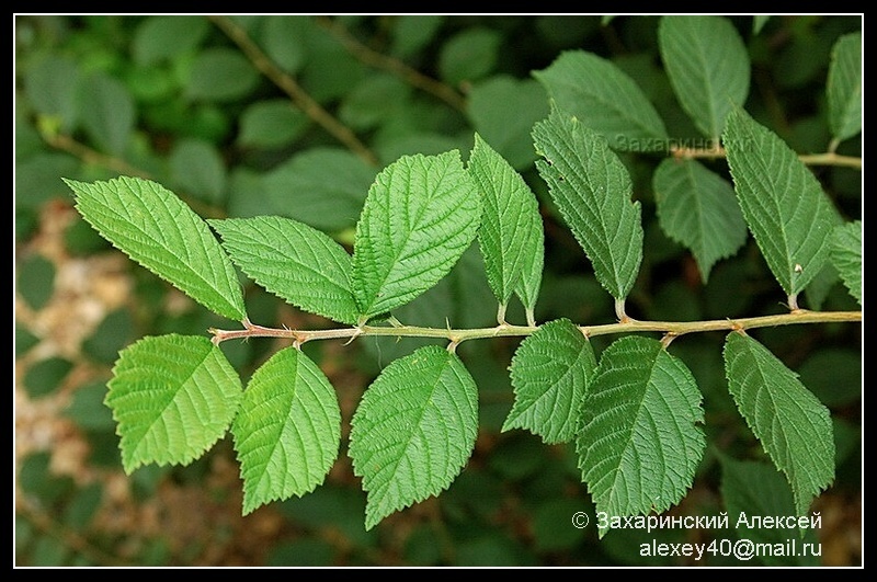 Image of Cerasus tomentosa specimen.