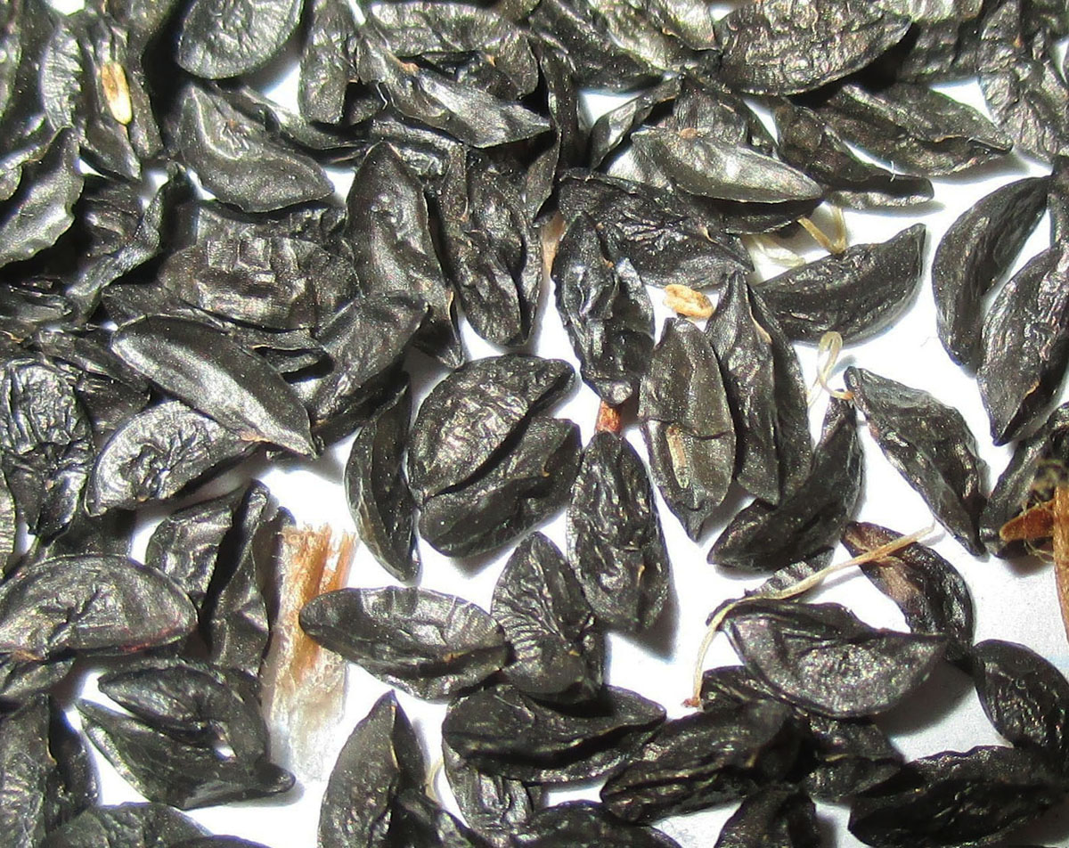 Image of Allium hymenorhizum specimen.