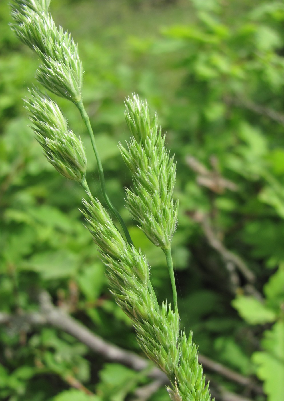 Изображение особи Dactylis glomerata.