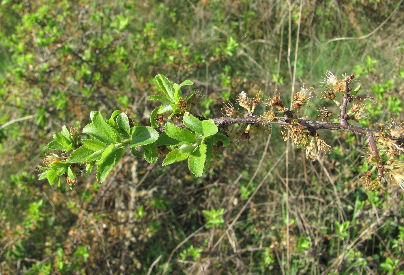 Изображение особи Prunus spinosa.