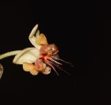 Theobroma cacao