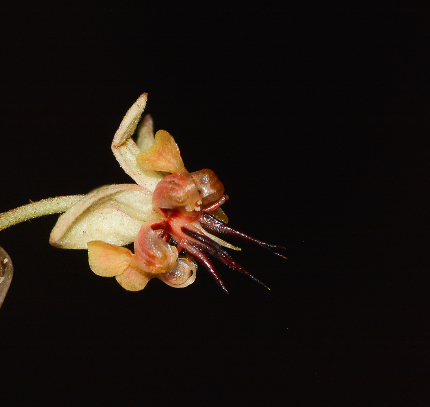 Image of Theobroma cacao specimen.