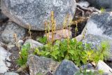 Orthilia secunda. Растения с незрелыми плодами. Мурманская обл., Кандалакшский р-н, восточный берег оз. Толванд, прибрежные валуны. 02.08.2018.