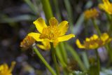 Caltha palustris. Цветок. Костромская обл., Судиславский р-н, окр. дер. Антипино, пойма р. Кохталка. 25.05.2018.