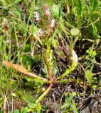 genus Reseda