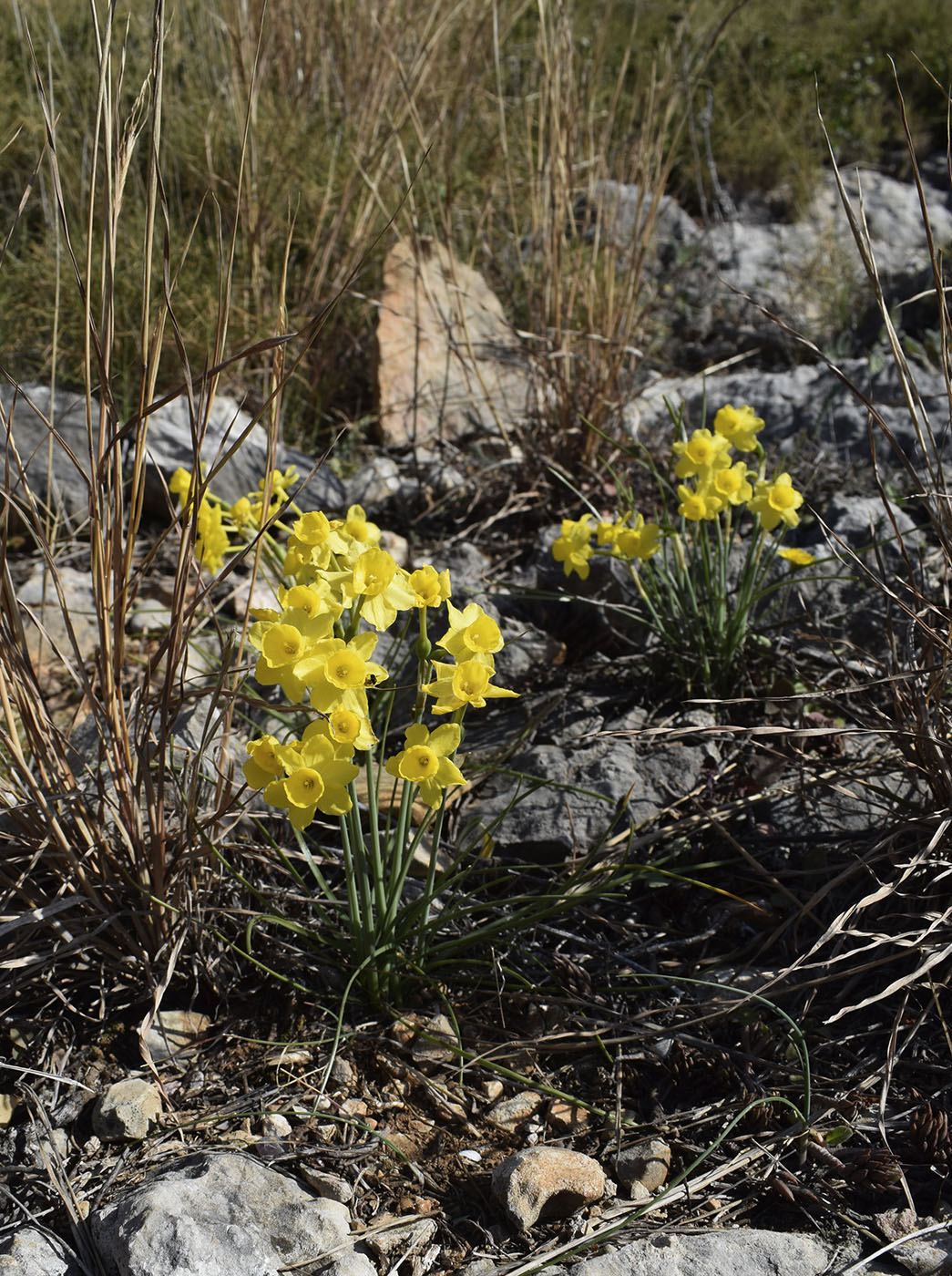 Image of Narcissus assoanus specimen.