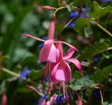 род Fuchsia