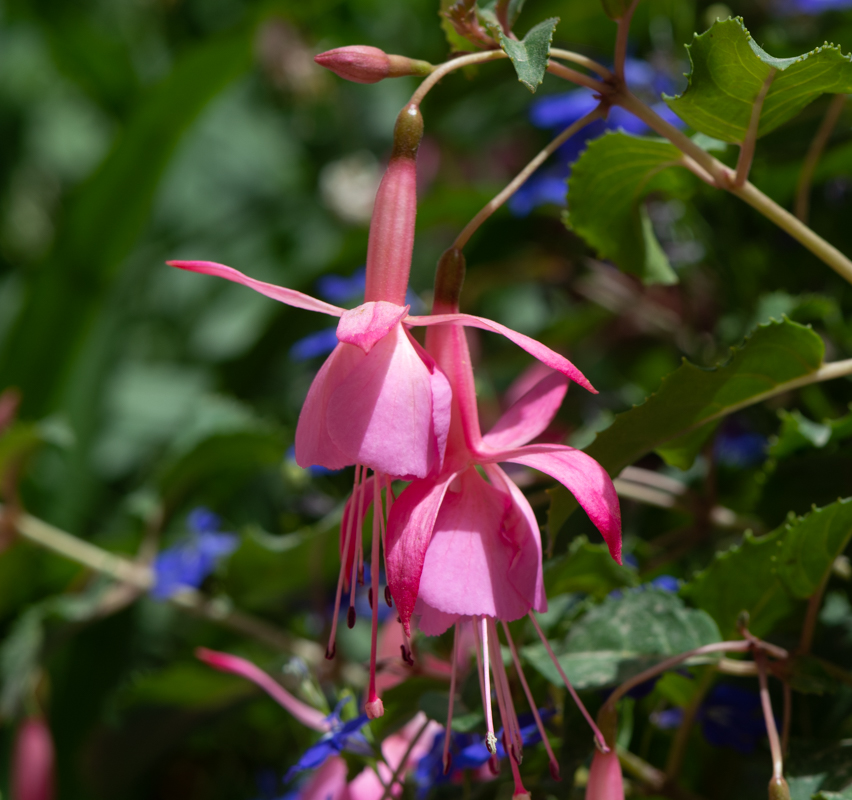 Image of genus Fuchsia specimen.