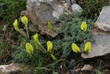 Astragalus knorringianus