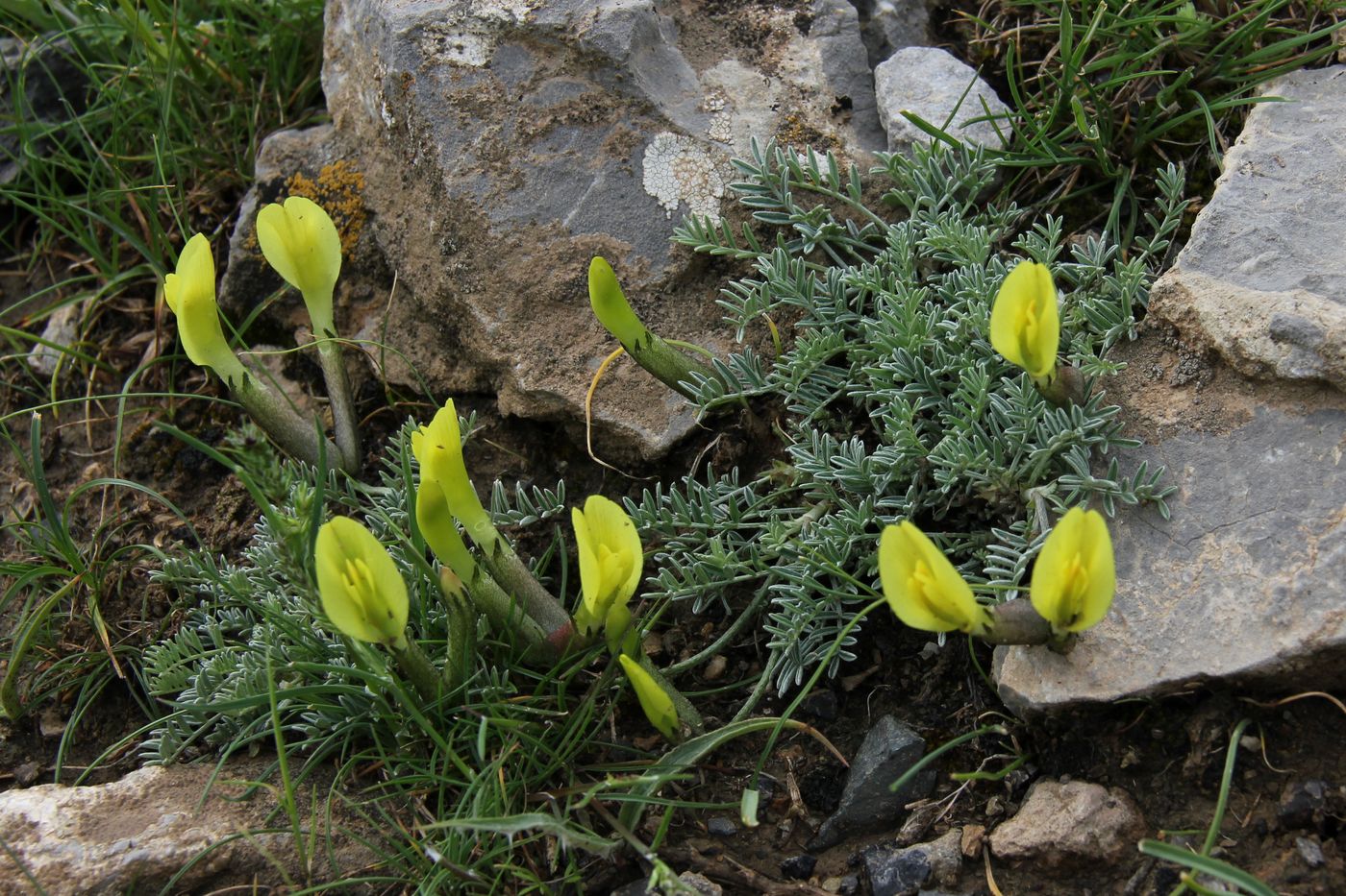 Изображение особи Astragalus knorringianus.