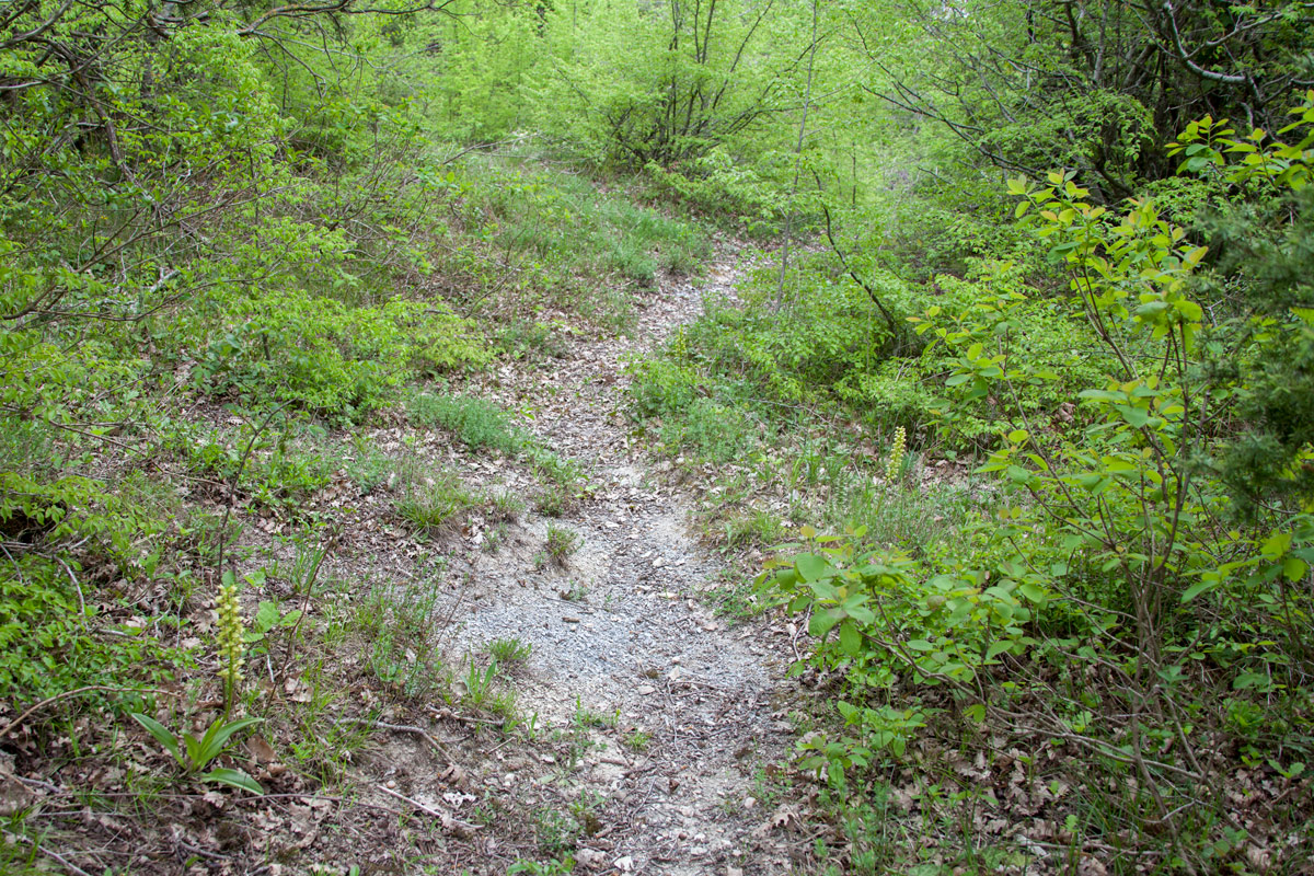 Image of Orchis punctulata specimen.