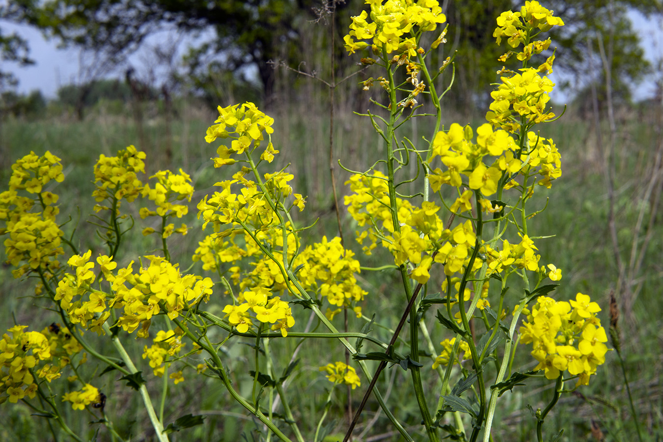 Image of Barbarea arcuata specimen.