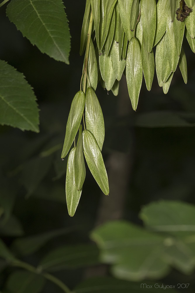 Image of genus Fraxinus specimen.
