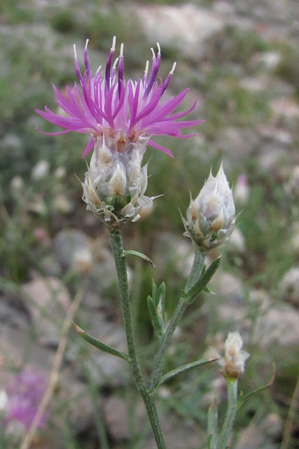 Image of Centaurea vankovii specimen.