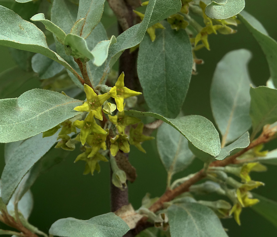 Image of Elaeagnus commutata specimen.