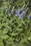 Veronica teucrium