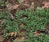 Antennaria dioica. Куртина растений. Владимирская обл., Судогодский р-н, окр. дер. Митино, сосновый лес. 15.06.2019.