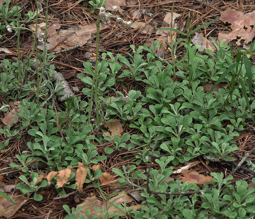 Изображение особи Antennaria dioica.