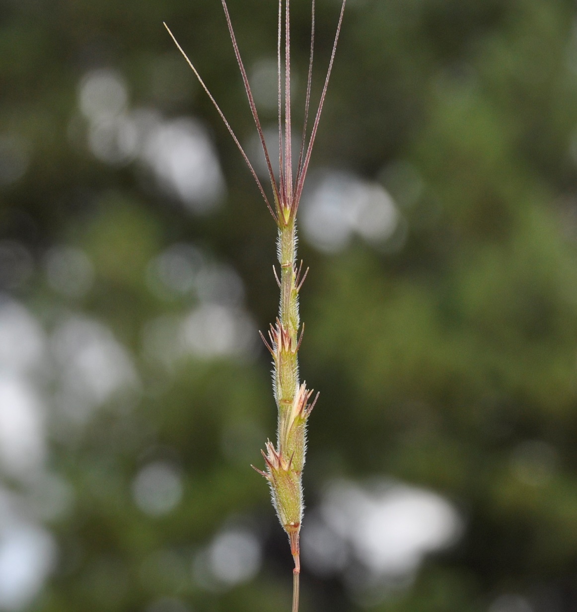 Image of Aegilops comosa specimen.