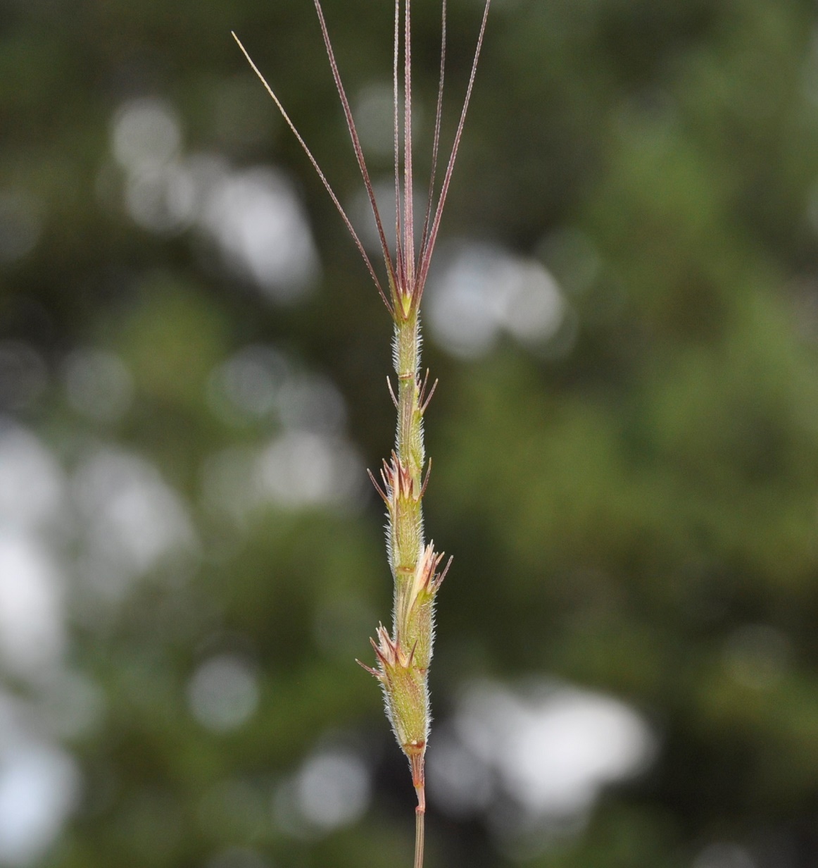 Изображение особи Aegilops comosa.