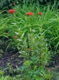 Lychnis chalcedonica