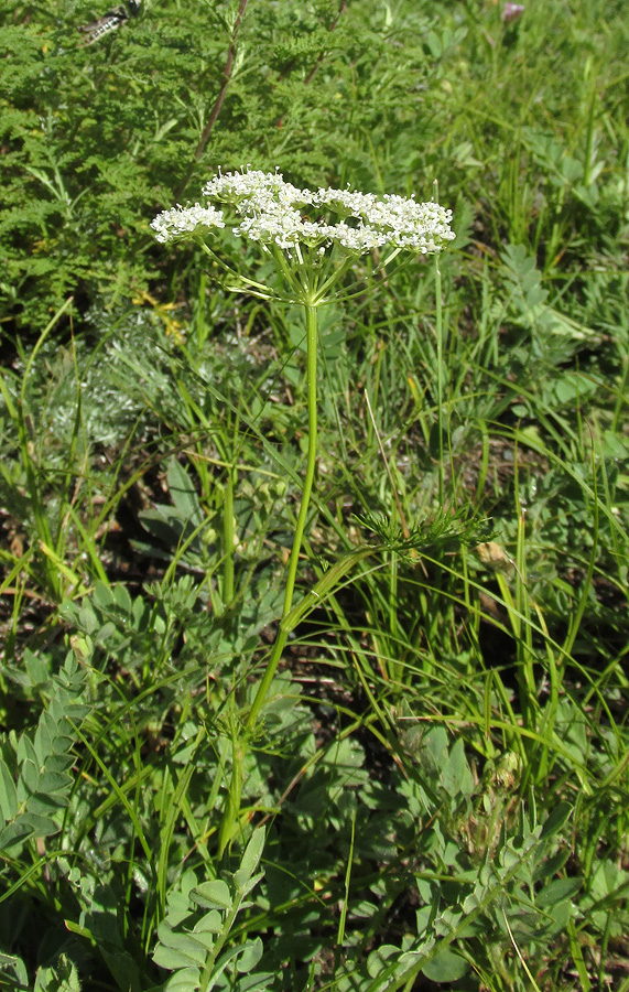 Изображение особи Peucedanum vaginatum.