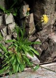 genus Taraxacum. Отцветающее растение. Кольский п-ов, Восточный Мурман, окр. пос. Дальние Зеленцы, морской берег урочища Плохие Чевры. 18.07.2009.
