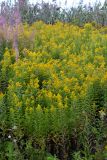 Solidago canadensis