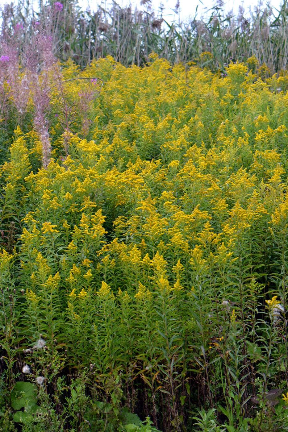 Image of Solidago canadensis specimen.