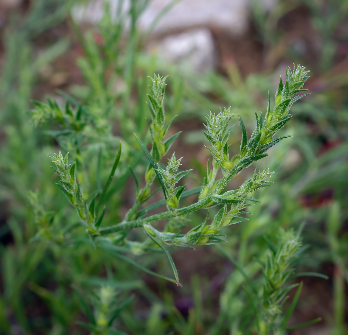 Image of genus Corispermum specimen.