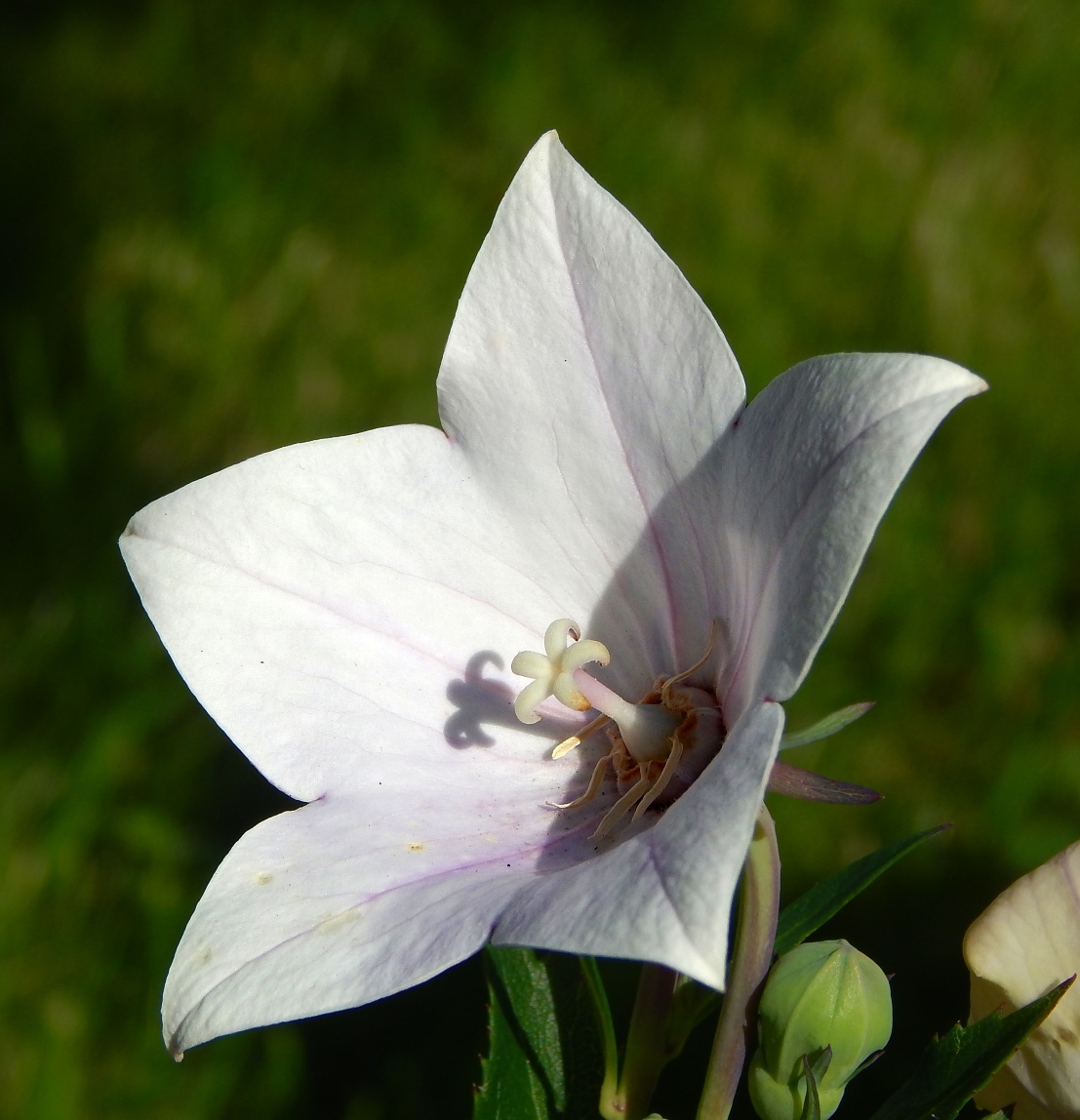 Image of Platycodon grandiflorus specimen.