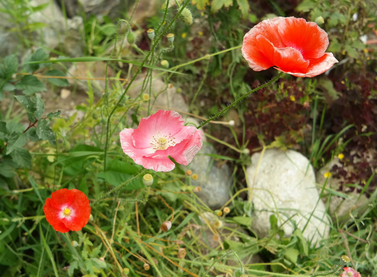 Image of Papaver rhoeas specimen.