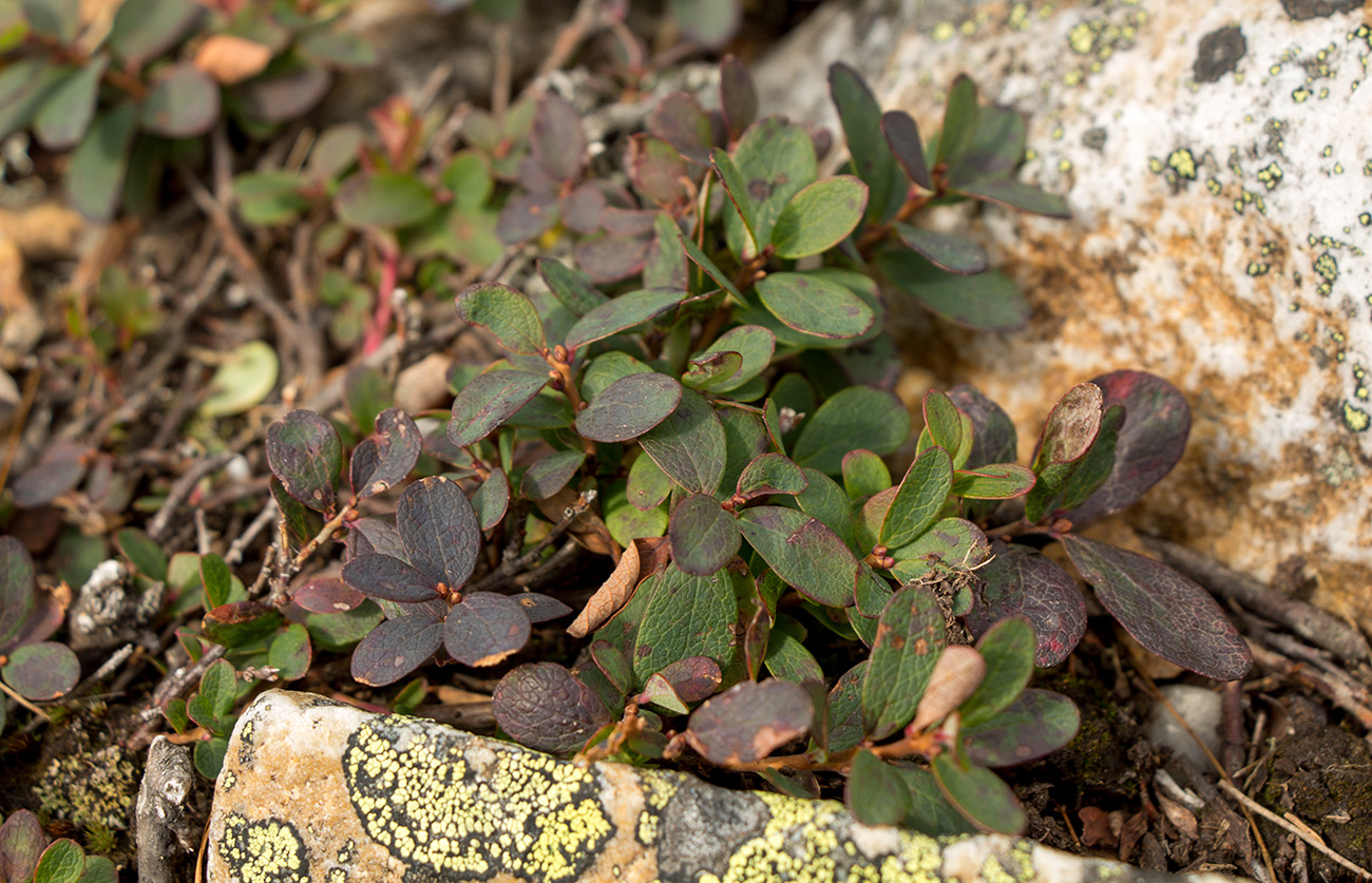 Изображение особи Vaccinium uliginosum.