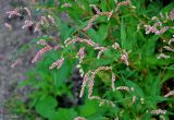 Persicaria lapathifolia. Верхушки побегов с соцветиями. Челябинская обл., Чебаркульский р-н, берег оз. Большой Кисегач, песчаный пляж. 07.08.2019.