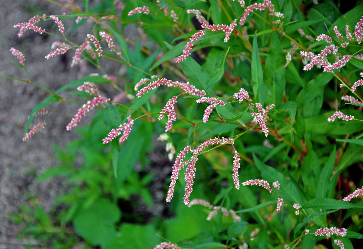 Image of Persicaria lapathifolia specimen.