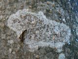 Lecanora chlarotera. Талломы с апотециями. Санкт-Петербург, Пушкинский р-н, г. Павловск, Павловский парк, на коре дерева. 30.10.2019.