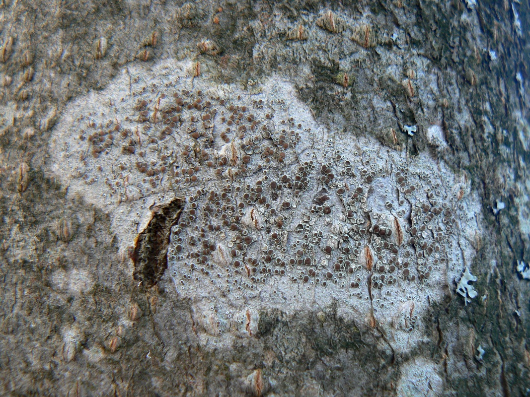 Image of Lecanora chlarotera specimen.