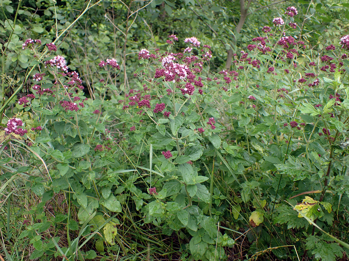 Image of Origanum vulgare specimen.