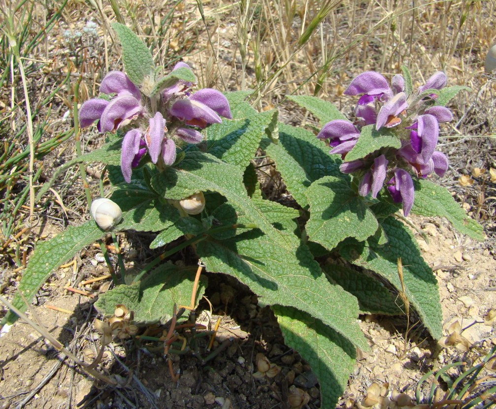 Image of Phlomis taurica specimen.