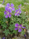 Geranium gymnocaulon