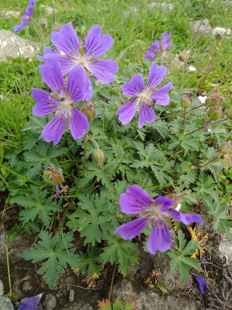 Изображение особи Geranium gymnocaulon.