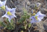 Solanum coquimbense